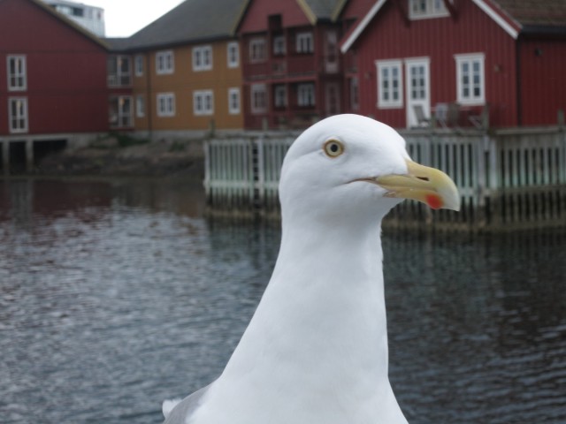 Hurtigruten_2015-06-25_18-16-2